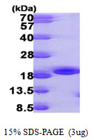 NME3 Protein