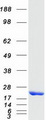 NME4 Protein - Purified recombinant protein NME4 was analyzed by SDS-PAGE gel and Coomassie Blue Staining