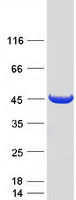 NME7 Protein - Purified recombinant protein NME7 was analyzed by SDS-PAGE gel and Coomassie Blue Staining