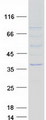 NMNAT2 Protein - Purified recombinant protein NMNAT2 was analyzed by SDS-PAGE gel and Coomassie Blue Staining