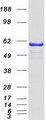 NMT1 Protein - Purified recombinant protein NMT1 was analyzed by SDS-PAGE gel and Coomassie Blue Staining