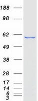 NMT2 Protein - Purified recombinant protein NMT2 was analyzed by SDS-PAGE gel and Coomassie Blue Staining