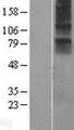 NMUR1 Protein - Western validation with an anti-DDK antibody * L: Control HEK293 lysate R: Over-expression lysate