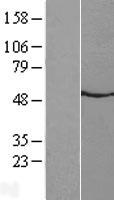 NMUR2 Protein - Western validation with an anti-DDK antibody * L: Control HEK293 lysate R: Over-expression lysate