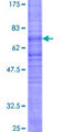 NMUR2 Protein - 12.5% SDS-PAGE of human NMUR2 stained with Coomassie Blue