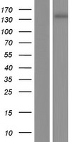 NNA1 / AGTPBP1 Protein - Western validation with an anti-DDK antibody * L: Control HEK293 lysate R: Over-expression lysate