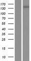 NNA1 / AGTPBP1 Protein - Western validation with an anti-DDK antibody * L: Control HEK293 lysate R: Over-expression lysate