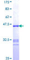 NNA1 / AGTPBP1 Protein - 12.5% SDS-PAGE Stained with Coomassie Blue.