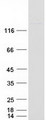 NNA1 / AGTPBP1 Protein - Purified recombinant protein AGTPBP1 was analyzed by SDS-PAGE gel and Coomassie Blue Staining