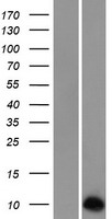 NNAT / Neuronatin Protein - Western validation with an anti-DDK antibody * L: Control HEK293 lysate R: Over-expression lysate