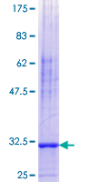 NNAT / Neuronatin Protein - 12.5% SDS-PAGE Stained with Coomassie Blue.