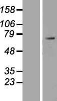 NOBOX Protein - Western validation with an anti-DDK antibody * L: Control HEK293 lysate R: Over-expression lysate