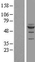 NOC4L Protein - Western validation with an anti-DDK antibody * L: Control HEK293 lysate R: Over-expression lysate