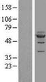 NOC4L Protein - Western validation with an anti-DDK antibody * L: Control HEK293 lysate R: Over-expression lysate