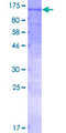 NOD1 Protein - 12.5% SDS-PAGE of human NOD1 stained with Coomassie Blue