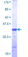 NOD1 Protein - 12.5% SDS-PAGE Stained with Coomassie Blue.