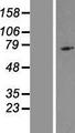 NOD8 / NLRP10 Protein - Western validation with an anti-DDK antibody * L: Control HEK293 lysate R: Over-expression lysate