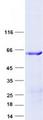 NODAL Protein