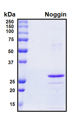 NOG / Noggin Protein - SDS-PAGE under reducing conditions and visualized by Coomassie blue staining