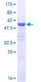 NOL3 / ARC Protein - 12.5% SDS-PAGE of human NOL3 stained with Coomassie Blue
