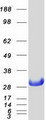 NOL3 / ARC Protein - Purified recombinant protein NOL3 was analyzed by SDS-PAGE gel and Coomassie Blue Staining