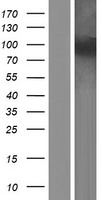 NOL6 / NRAP Protein - Western validation with an anti-DDK antibody * L: Control HEK293 lysate R: Over-expression lysate