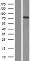 NOL9 Protein - Western validation with an anti-DDK antibody * L: Control HEK293 lysate R: Over-expression lysate
