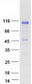 NOLC1 Protein - Purified recombinant protein NOLC1 was analyzed by SDS-PAGE gel and Coomassie Blue Staining