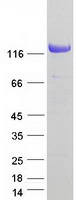 NOMO3 Protein - Purified recombinant protein NOMO3 was analyzed by SDS-PAGE gel and Coomassie Blue Staining