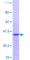 NONO / P54NRB Protein - 12.5% SDS-PAGE Stained with Coomassie Blue.