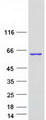 NONO / P54NRB Protein - Purified recombinant protein NONO was analyzed by SDS-PAGE gel and Coomassie Blue Staining