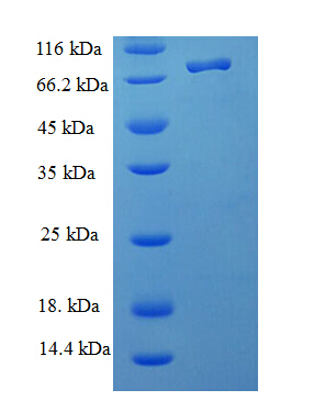 NOP58 / NOP5 Protein