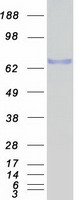 Nor-1 / NR4A3 Protein - Purified recombinant protein NR4A3 was analyzed by SDS-PAGE gel and Coomassie Blue Staining