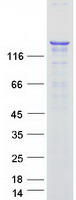 NOS1 / nNOS Protein - Purified recombinant protein NOS1 was analyzed by SDS-PAGE gel and Coomassie Blue Staining