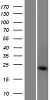 NOS1AP / CAPON Protein - Western validation with an anti-DDK antibody * L: Control HEK293 lysate R: Over-expression lysate