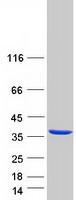 NOSIP Protein - Purified recombinant protein NOSIP was analyzed by SDS-PAGE gel and Coomassie Blue Staining