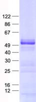 NOSTRIN Protein