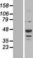 NOTUM Protein - Western validation with an anti-DDK antibody * L: Control HEK293 lysate R: Over-expression lysate