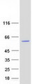 NOVA1 Protein - Purified recombinant protein NOVA1 was analyzed by SDS-PAGE gel and Coomassie Blue Staining