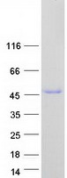 NOVA2 Protein - Purified recombinant protein NOVA2 was analyzed by SDS-PAGE gel and Coomassie Blue Staining