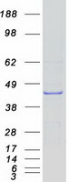 NOXO1 Protein - Purified recombinant protein NOXO1 was analyzed by SDS-PAGE gel and Coomassie Blue Staining