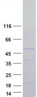 NOXO1 Protein - Purified recombinant protein NOXO1 was analyzed by SDS-PAGE gel and Coomassie Blue Staining