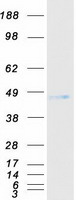 NPDC1 Protein - Purified recombinant protein NPDC1 was analyzed by SDS-PAGE gel and Coomassie Blue Staining