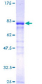 NPEPL1 Protein - 12.5% SDS-PAGE of human NPEPL1 stained with Coomassie Blue