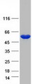 NPEPL1 Protein - Purified recombinant protein NPEPL1 was analyzed by SDS-PAGE gel and Coomassie Blue Staining