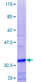 NPFF Protein - 12.5% SDS-PAGE of human NPFF stained with Coomassie Blue