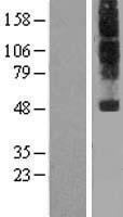 NPFFR1 / GPR147 Protein - Western validation with an anti-DDK antibody * L: Control HEK293 lysate R: Over-expression lysate