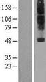 NPFFR1 / GPR147 Protein - Western validation with an anti-DDK antibody * L: Control HEK293 lysate R: Over-expression lysate