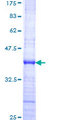 NPIPB7 Protein - 12.5% SDS-PAGE Stained with Coomassie Blue.