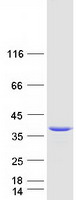 NPL / C112 Protein - Purified recombinant protein NPL was analyzed by SDS-PAGE gel and Coomassie Blue Staining